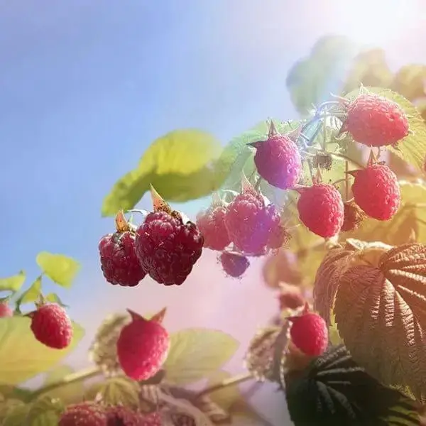 Warner's RASPBERRY GIN - Image 2