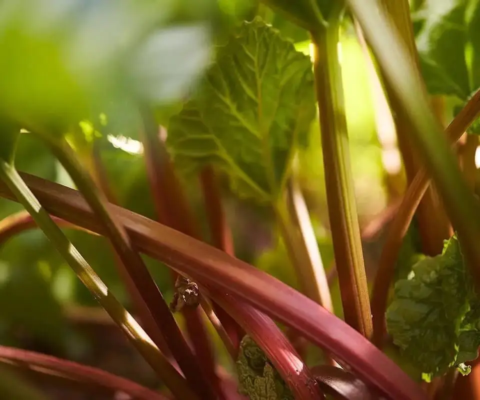 Warner's RHUBARB GIN - Image 2